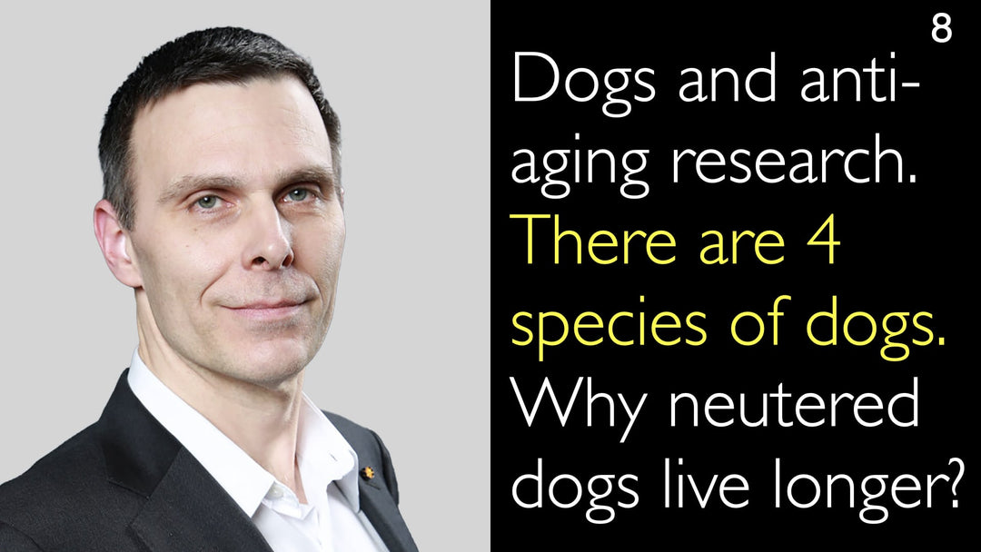 Hunde und Anti-Aging-Forschung 
 
 
 
 Hunde und Anti-Aging-Forschung 
 Die Erforschung von Hunden liefert wertvolle Einblicke in die Mechanismen des Alterns